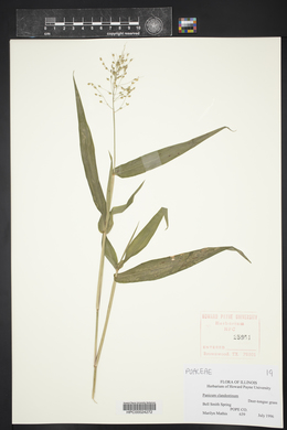 Panicum clandestinum image