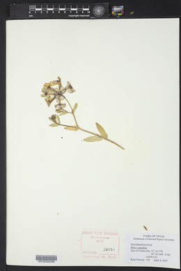 Phlox cuspidata image