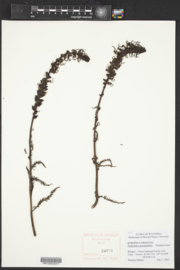 Pedicularis groenlandica image