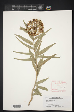 Asclepias asperula image