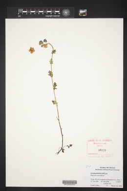 Phacelia strictiflora image