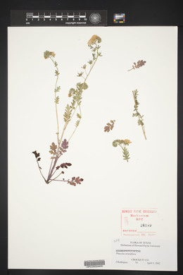 Phacelia strictiflora image