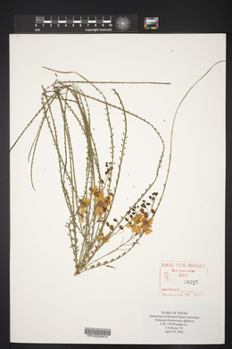 Parkinsonia aculeata image