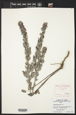 Lespedeza stuevei image