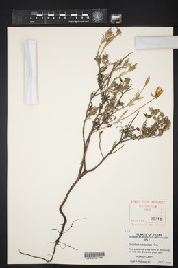 Oenothera brachycarpa image