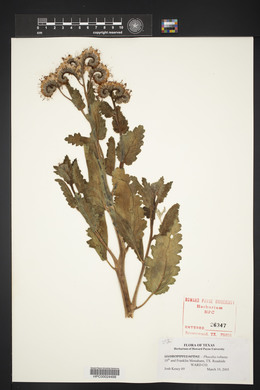 Phacelia robusta image