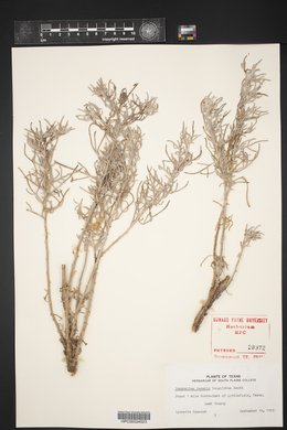 Senecio flaccidus image