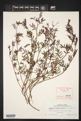 Desmanthus cooleyi image