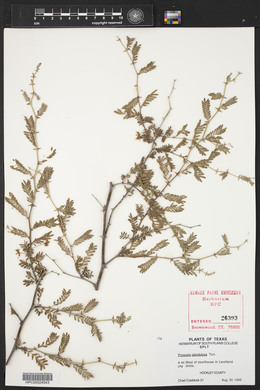 Prosopis glandulosa image