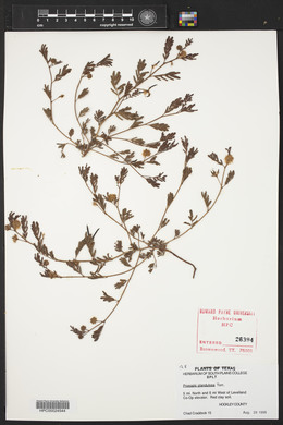 Prosopis glandulosa image