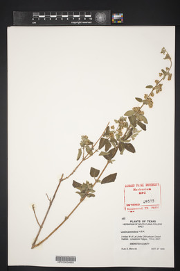 Lippia graveolens image