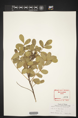 Dermatophyllum secundiflorum image