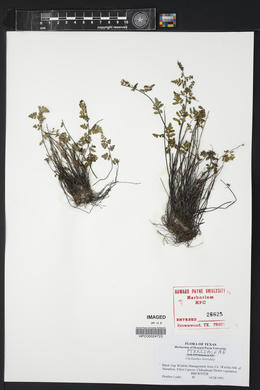 Myriopteris scabra image