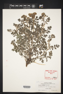 Phacelia congesta image