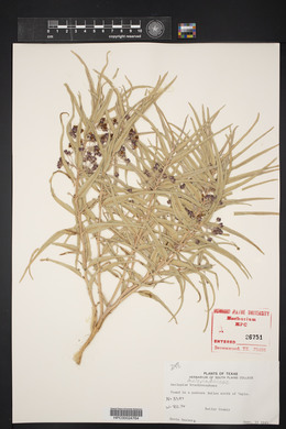 Asclepias brachystephana image