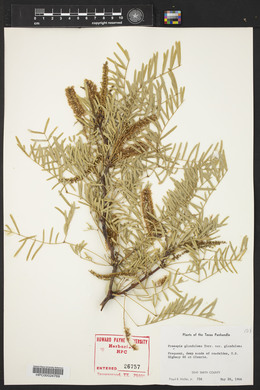 Prosopis glandulosa image