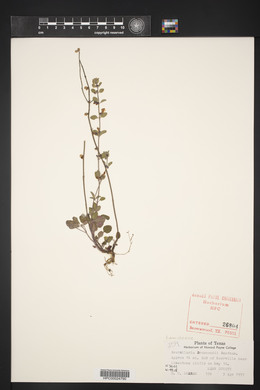 Scutellaria drummondii image