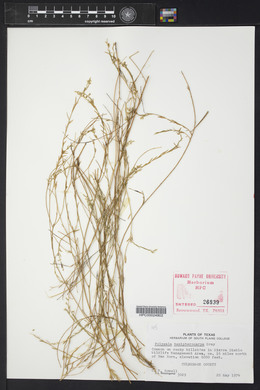 Polygala hemipterocarpa image