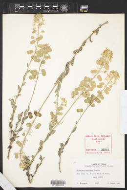 Dimorphocarpa wislizeni image