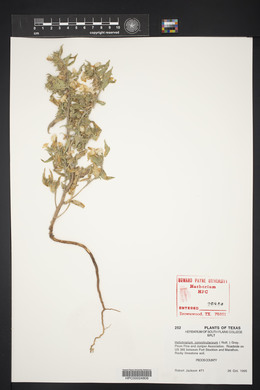 Heliotropium convolvulaceum image