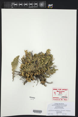 Selaginella lepidophylla image