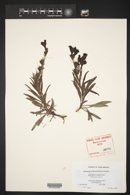 Penstemon jamesii image