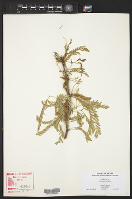 Prosopis juliflora image