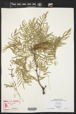 Prosopis juliflora image