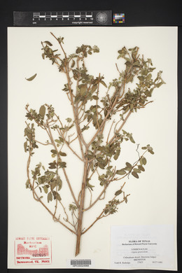 Lippia graveolens image