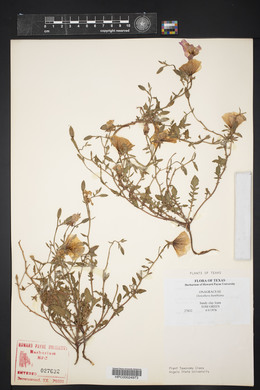 Oenothera kunthiana image