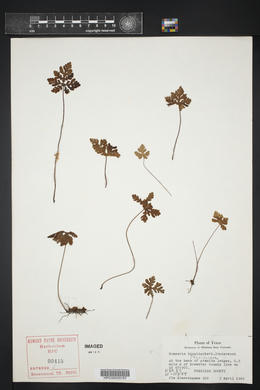 Bommeria hispida image