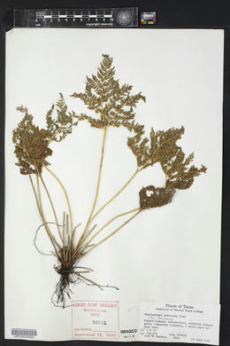 Cheilanthes leucopoda image