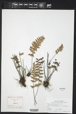 Myriopteris tomentosa image