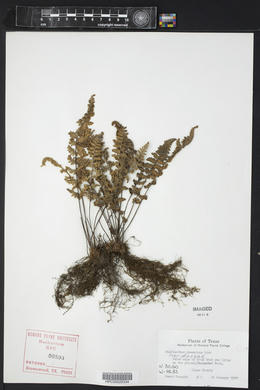 Myriopteris tomentosa image