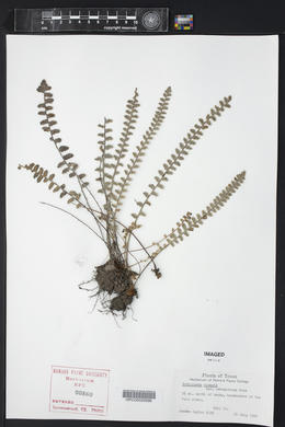 Astrolepis integerrima image
