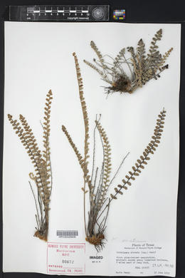 Astrolepis integerrima image