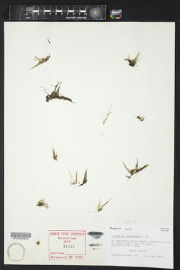 Pilularia americana image