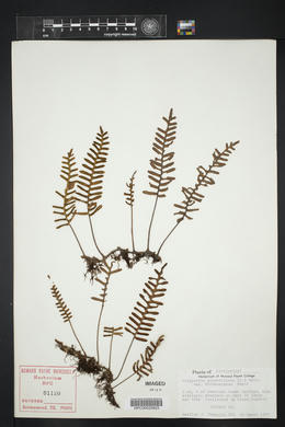 Pleopeltis polypodioides image