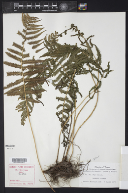 Thelypteris kunthii image