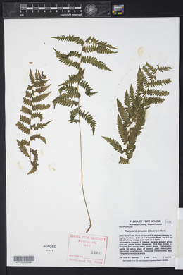 Thelypteris kunthii image