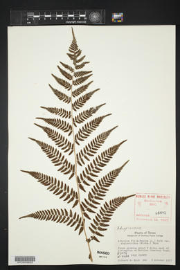 Athyrium filix-femina var. asplenioides image