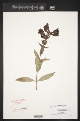 Penstemon cobaea image