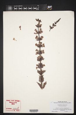 Penstemon buckleyi image