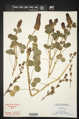 Trifolium incarnatum image