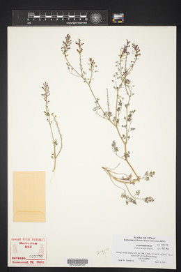 Fumaria officinalis image