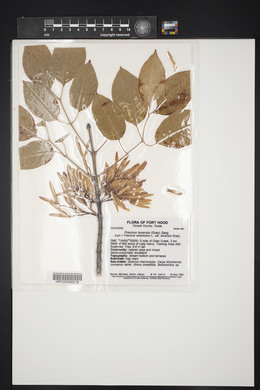 Fraxinus texensis image