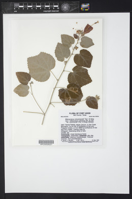 Malvaviscus arboreus var. drummondii image