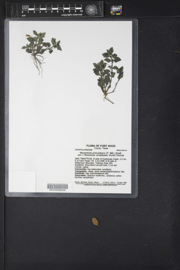 Mecardonia procumbens image