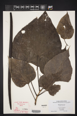 Catalpa speciosa image