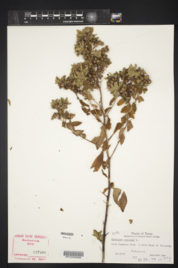 Hydrolea spinosa image